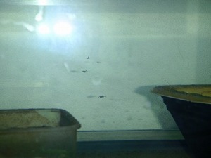 260616タナゴの稚魚と親 (11).jpg