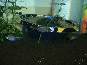 260616タナゴの稚魚と親 (9).jpg