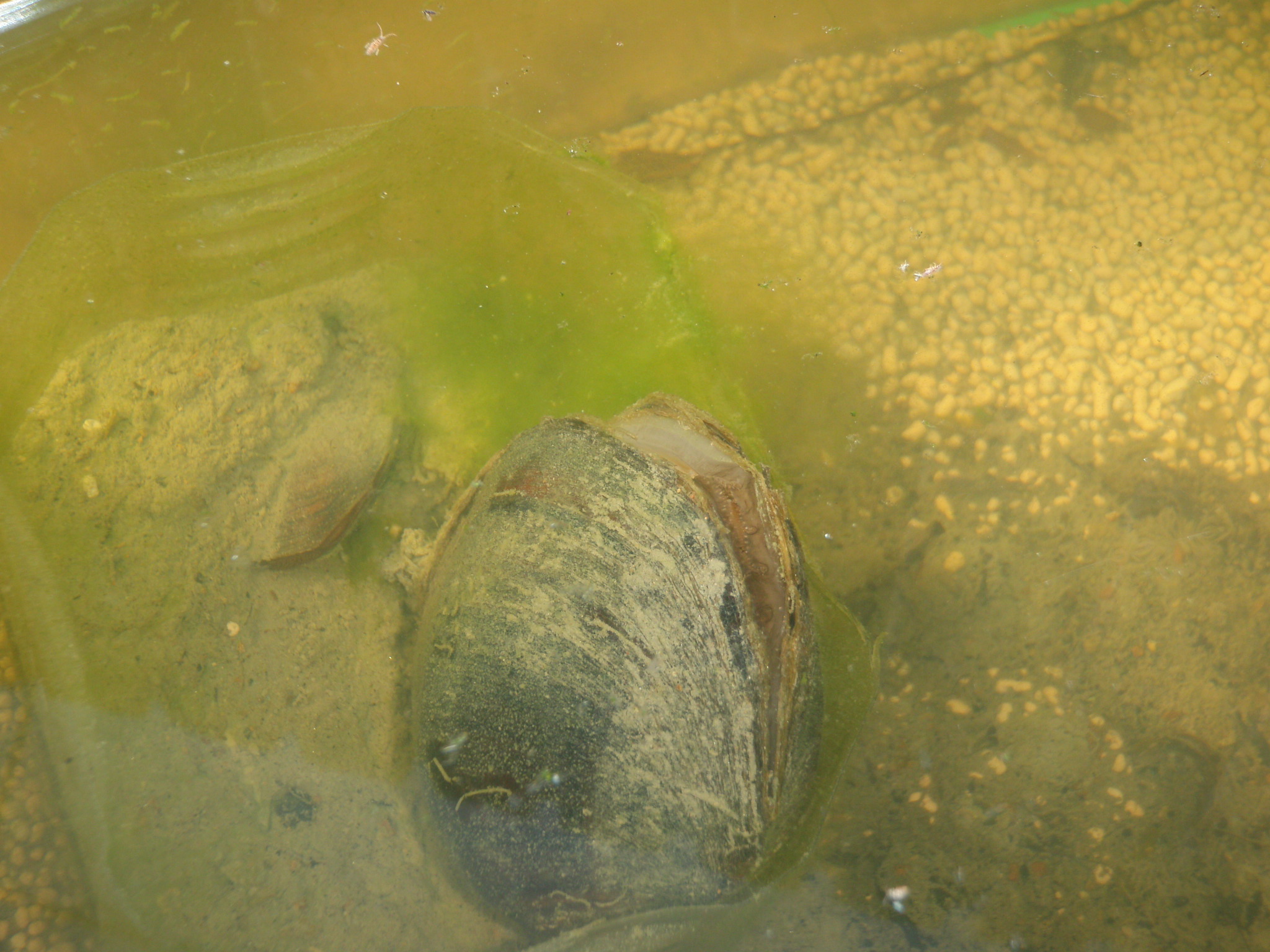 メダカに嵌った男のブログ ﾀﾅｺﾞの産卵 稚魚 その後