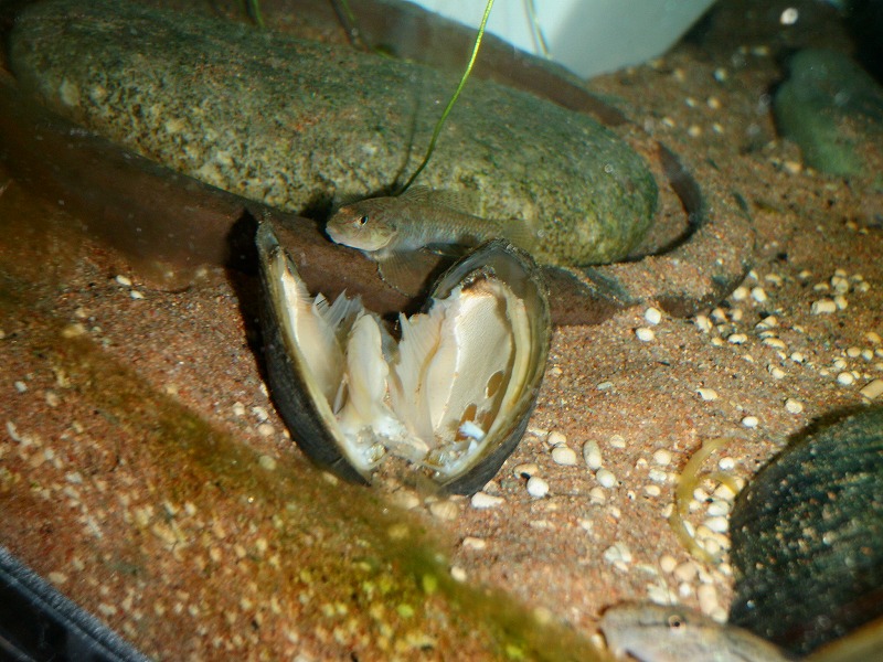 メダカに嵌った男のブログ ﾀﾅｺﾞの稚魚 浮遊後1週間後の様子